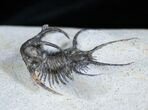 Spiny Ceratarges Trilobite From Morocco #1704-3